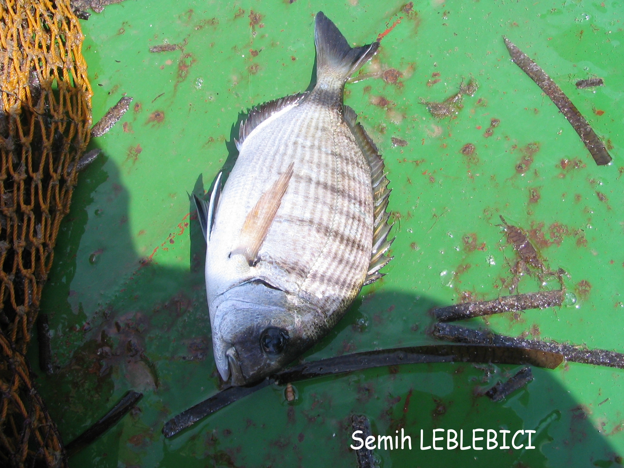 Diplodus sargus by Semih LEBLEBICI.JPG